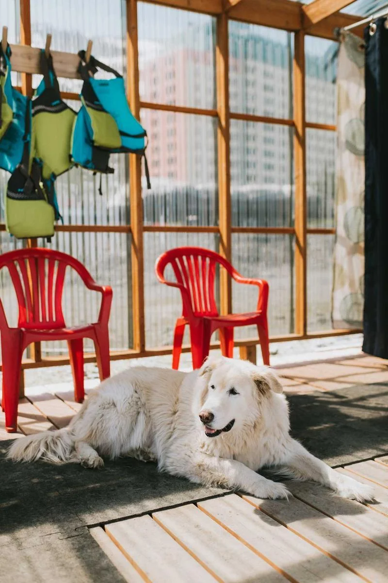 Oso the dog on the dock